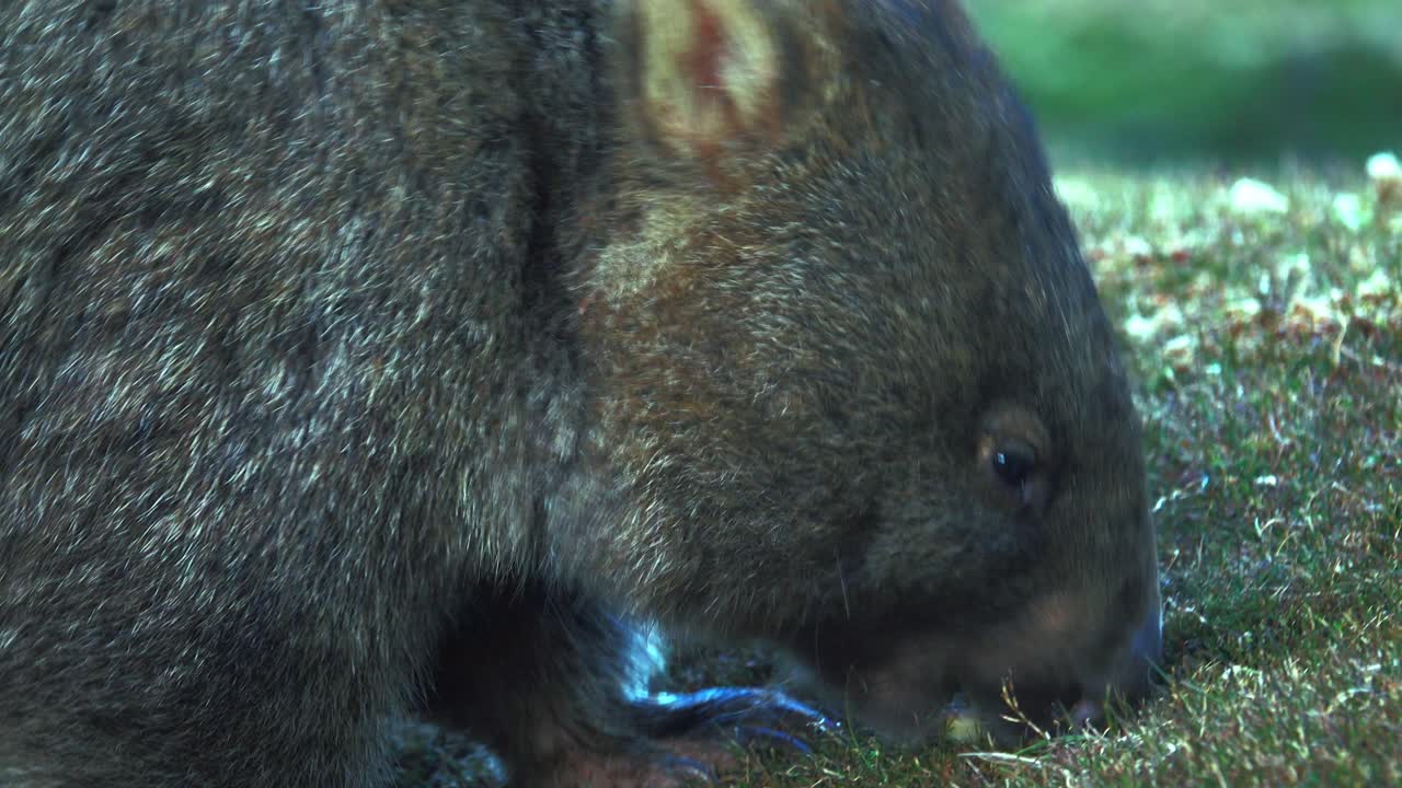 un wombat de tasmania en el parque nacional de cradle mountain llenándose de hierba