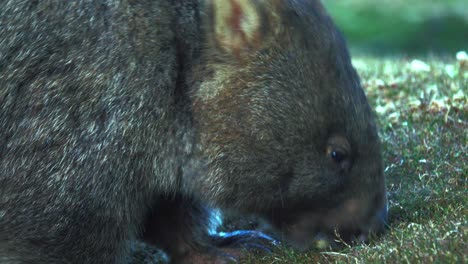 Ein-Tasmanischer-Wombat-Im-Cradle-mountain-nationalpark,-Der-Sich-Mit-Gras-Füllt