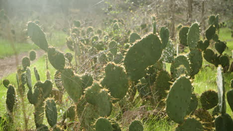 Wide-shot-of-wild-cacti-cactus-plants-in-the-outdoors