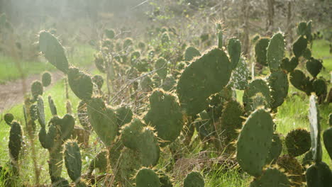 disparo amplio de plantas de cactus de cactus silvestres al aire libre