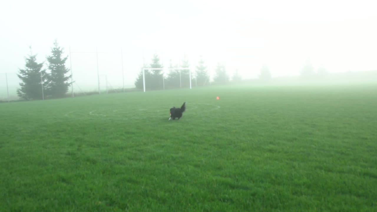 프리스비 개 - 보더 콜리 개가 안개 낀 아침에 날아다니는 원반을 쫓고 잡는다