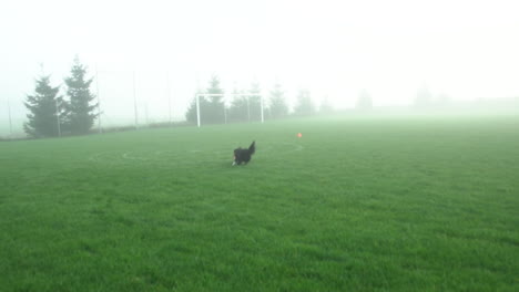 Perro-Frisbee---Perro-Border-Collie-Persiguiendo-Y-Atrapando-Discos-Voladores-En-El-Aire-En-Una-Mañana-Nublada