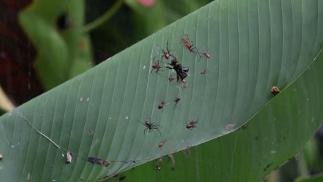 Spinnen-Greifen-Wespen-An,-Die-Im-Spinnennetz-Gefangen-Sind