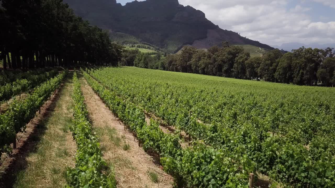 escena rural de las granjas vitivinícolas en constantia, ciudad del cabo, sudáfrica