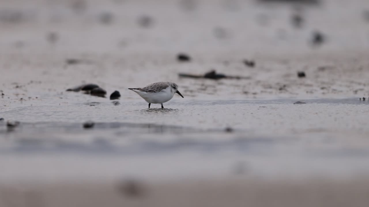 Small shorebird foraging in shallow water