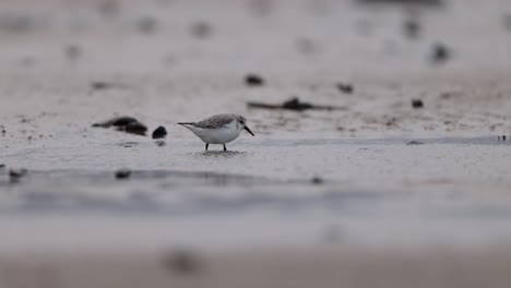 small shorebird foraging in shallow water