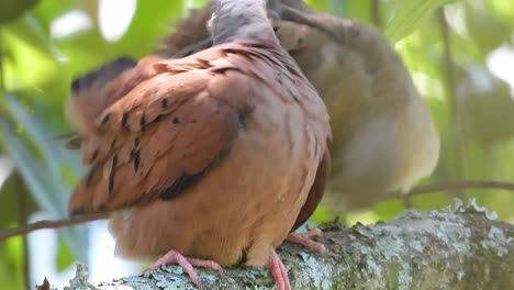 Dos-Palomas-Terrestres-Rojizas-Posadas-En-Una-Rama,-Una-Arreglando-Sus-Plumas-En-Un-Ambiente-Verde-Y-Exuberante