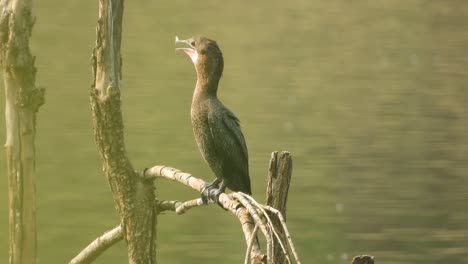 kormoran im teichgebiet