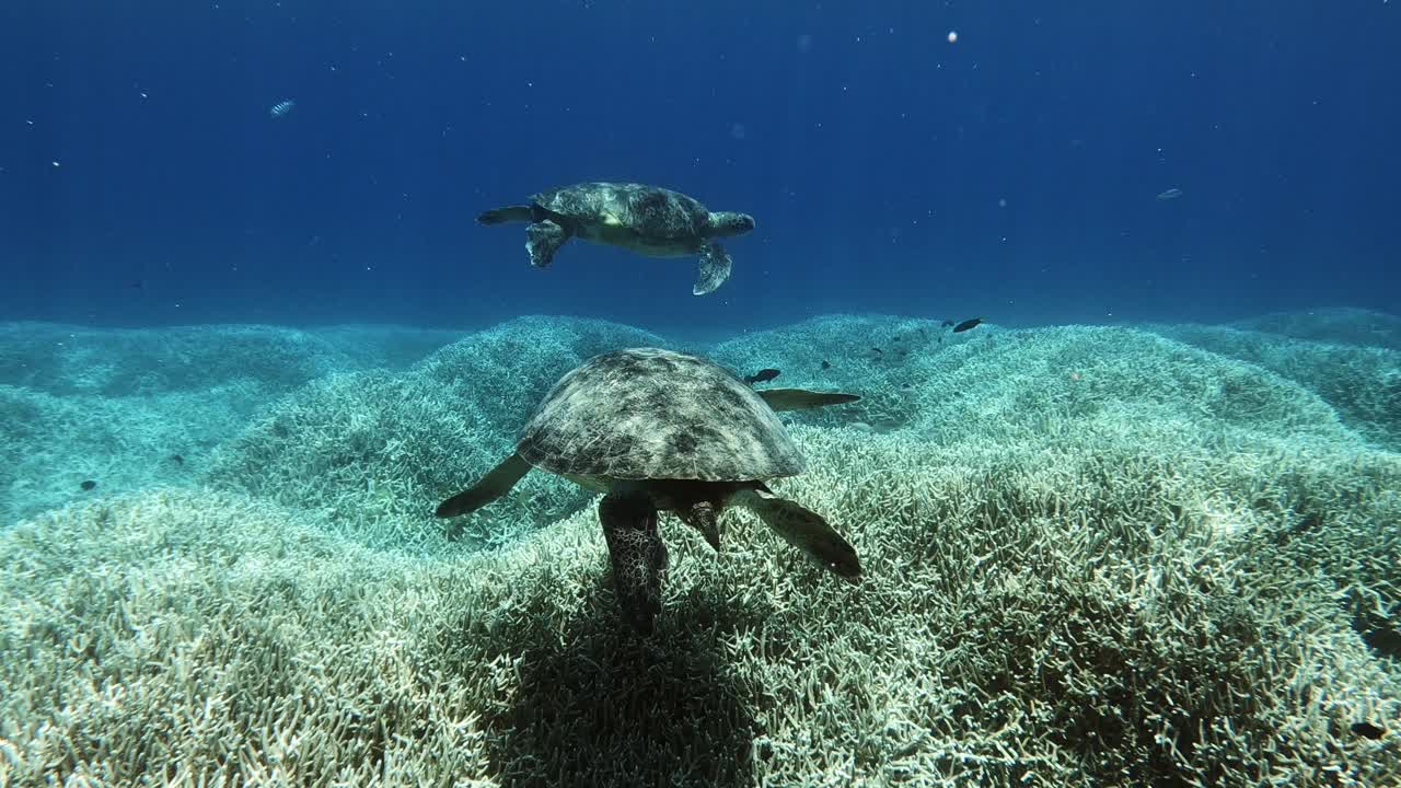 푸른 바다에서 암초 물고기와 함께 수영하는 성인 녹색 바다 거북 한 쌍