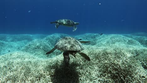 a pair of adult green sea turtles swimming with reef fishes on the blue ocean