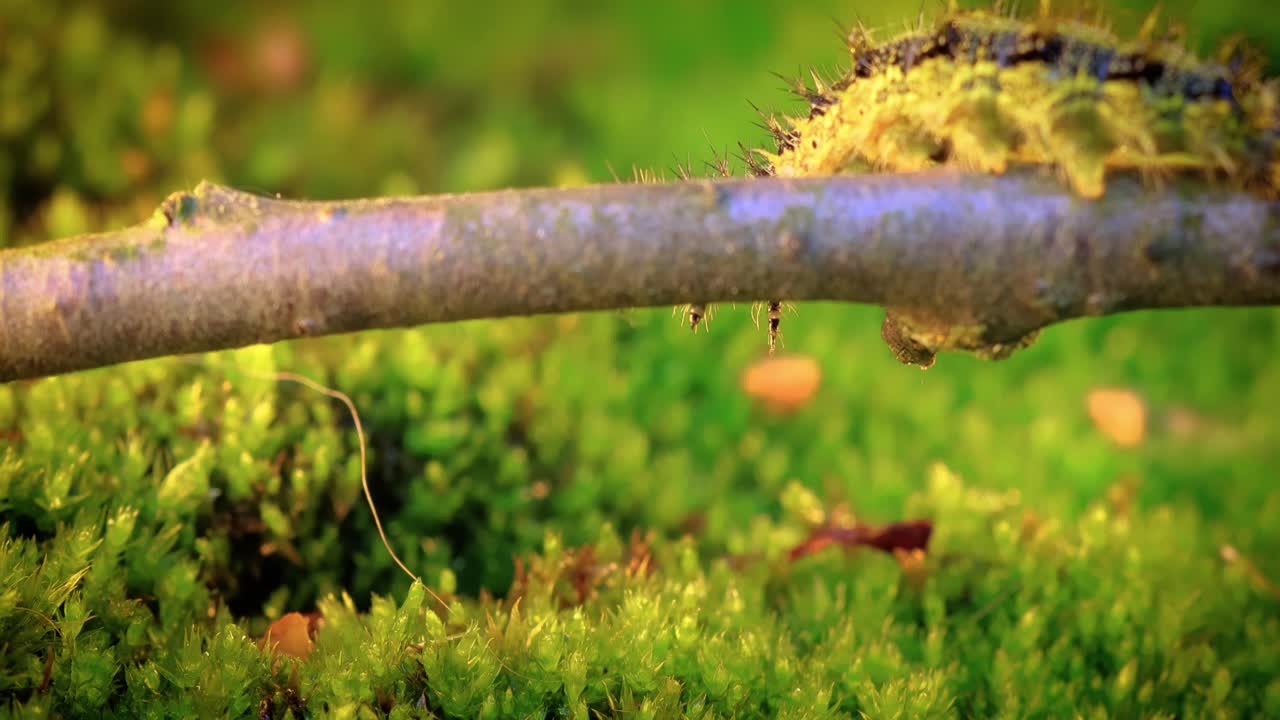 작은 거북이  ⁇ 데기 (aglais urticae) 애벌레. 어르티카리아 애벌레는 해가 지는 빛에 기어다닌다.