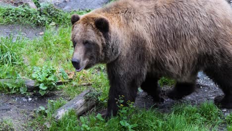 orso marrone che cammina lungo la riva del fiume, in alaska