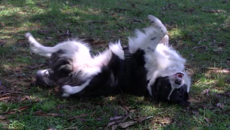 a happy dog have to go for a walk everyday with his owner and enjoy the grass and sun on a break on a park