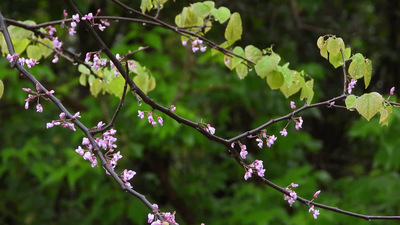 녹색 숲 보케 배경으로 나뭇가지에 작은 분홍색 꽃이 만발한 꽃