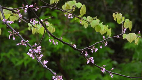 small pink blossoming flowers on tree branch with green woodland bokeh background