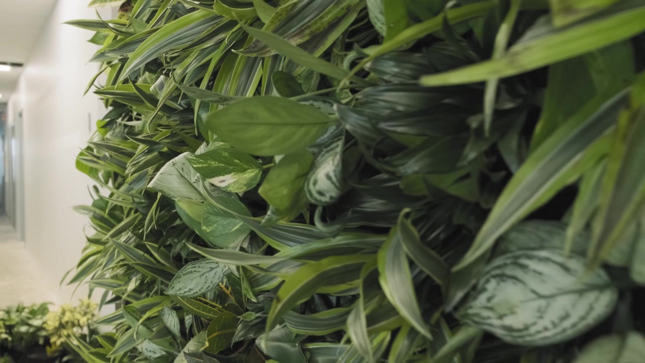 Carrellata all'indietro di una grande parete vegetale in ufficio