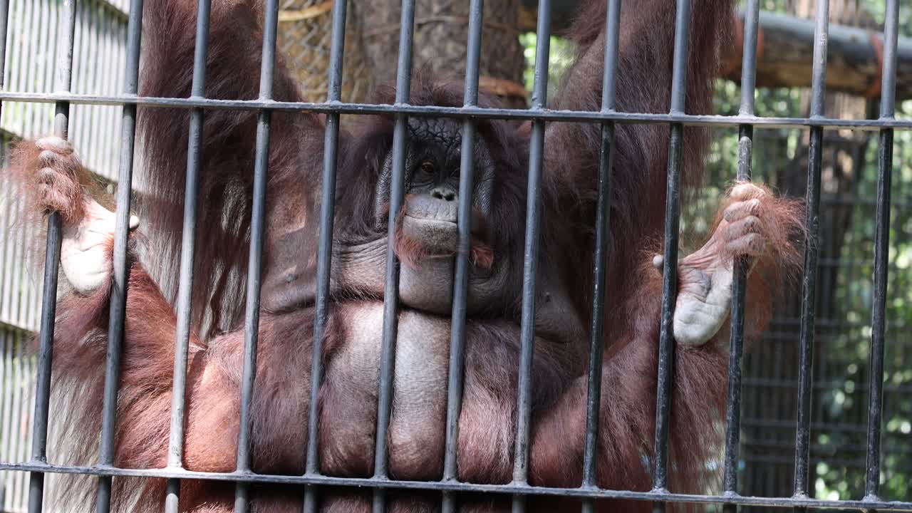 orangután interactuando con un visitante en el recinto del zoológico