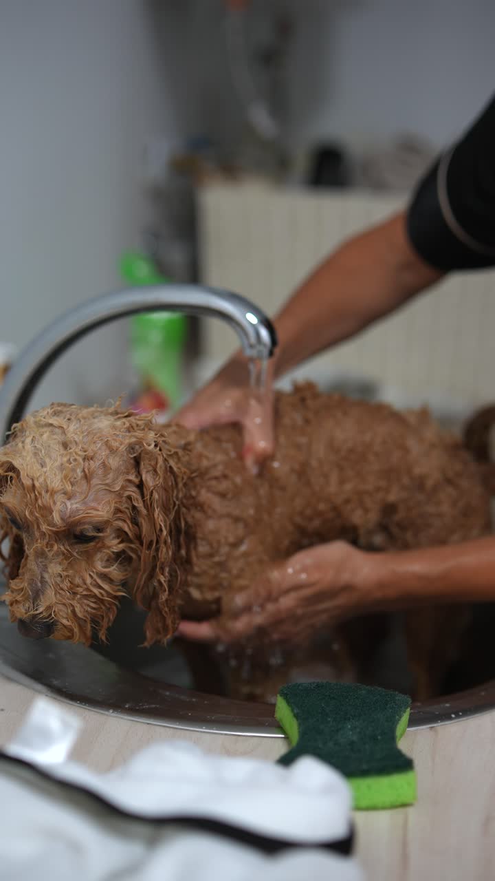 El aseo de los perros