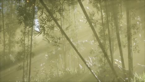 asian bamboo forest with morning fog weather