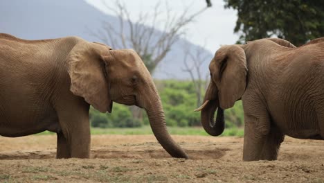 two elephants drinking water from water hole in tsavo national park kenya