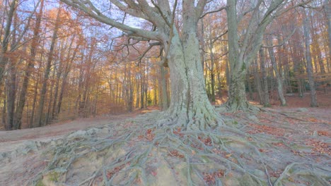 Espectacular,-árbol-Con-Raíces-Expuestas-Otoño-Colorido-En-El-Bosque-De-Montaña-Colores-Ocres-Naranjas-Rojas-Y-Amarillas-Hojas-Secas-Bellas-Imágenes-Naturaleza-Sin-Gente