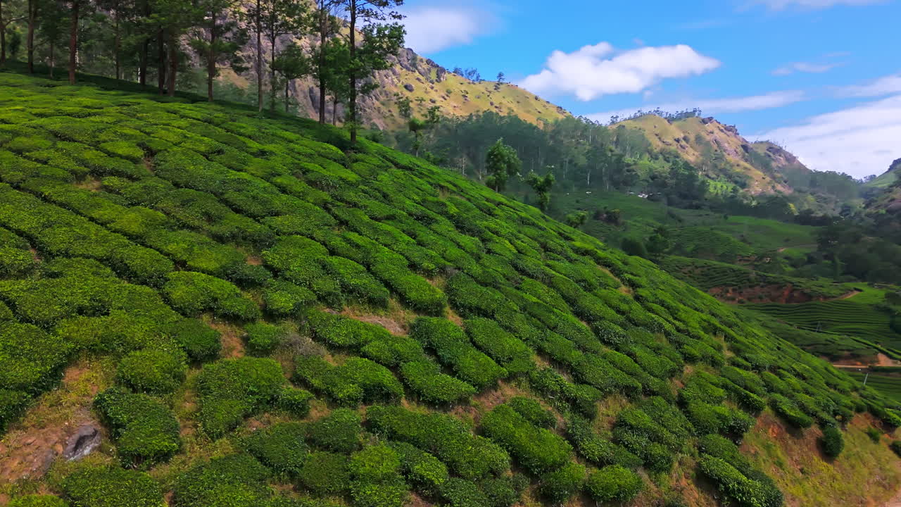 Vista aerea ravvicinata di cespugli di tè sul fianco della collina negli altipiani di Munnar, India, di giorno
