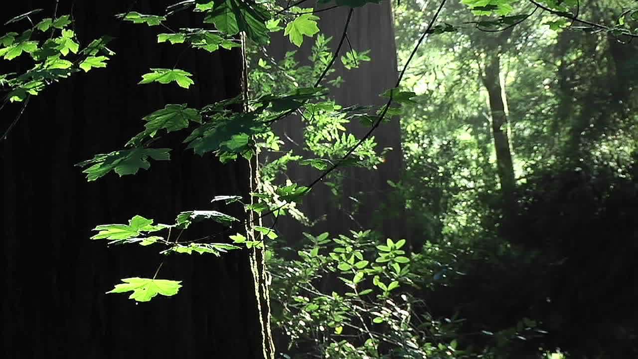 곤충은 숲에서 고요한 오후에 날아간다