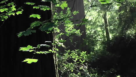 Los-Insectos-Vuelan-En-Una-Tarde-Tranquila-En-El-Bosque.