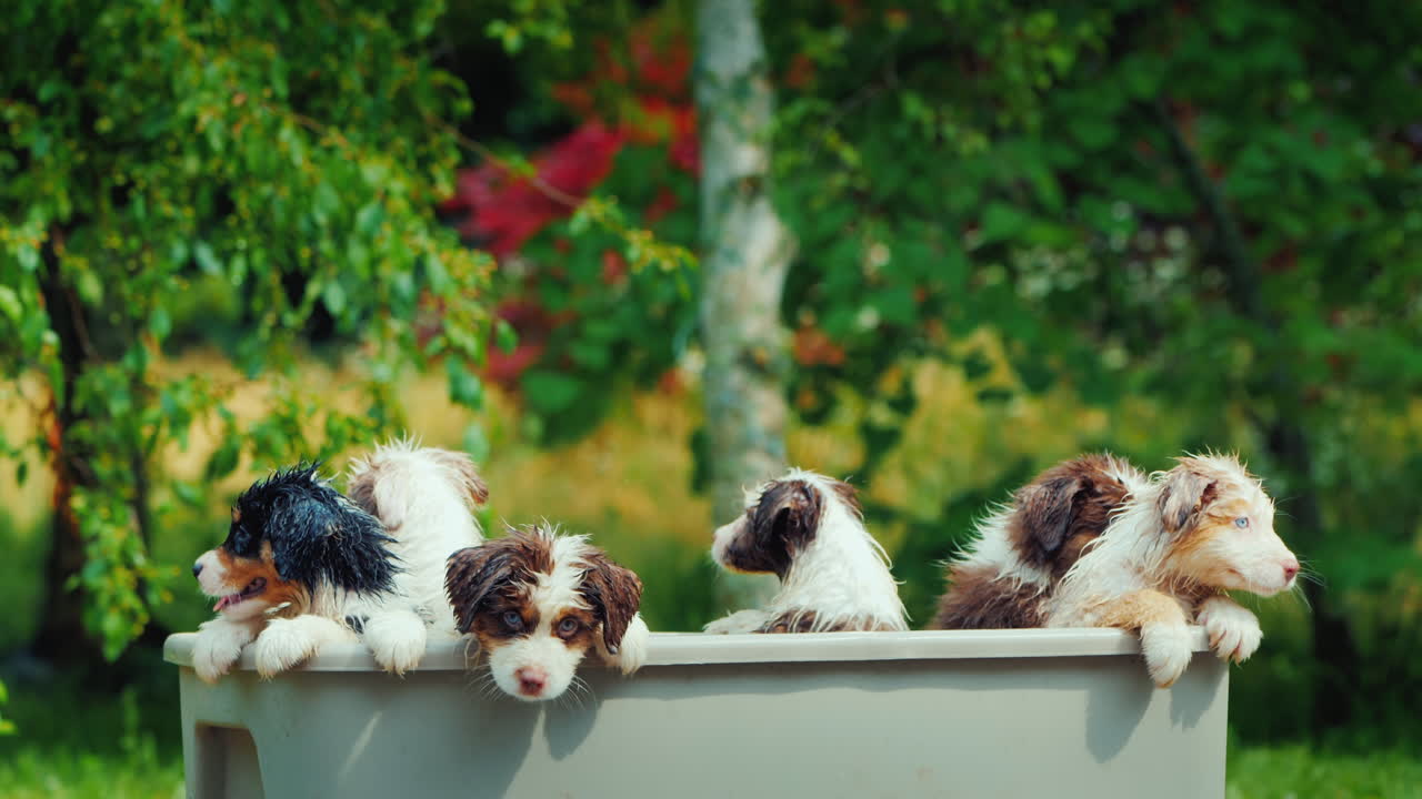 재미있는 강아지 몇 마리가 그림 같은 곳에서 목욕을 하고 있다