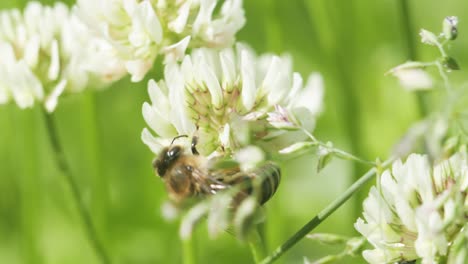 Abeja-De-Miel-En-Trébol-Blanco-Recolectando-Néctar-En-El-Soleado-Día-De-Primavera