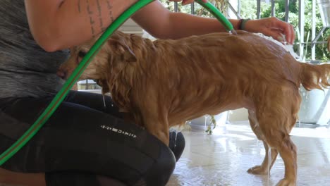 Kaukasische-Frau,-Die-Einen-Mittelgroßen-Griechischen-Kokoni-rassehund-Wäscht,-Auf-Dem-Balkon-Des-Hauses-Mit-Einem-Wasserschlauch,-Der-Den-Rücken-Des-Hundes-Kratzt,-Zeitlupe-120fps