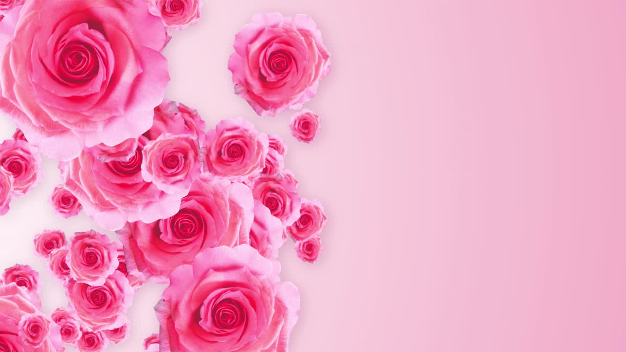 Beautiful very soft pink blooming roses buds sinning and falling down 3d animation background like