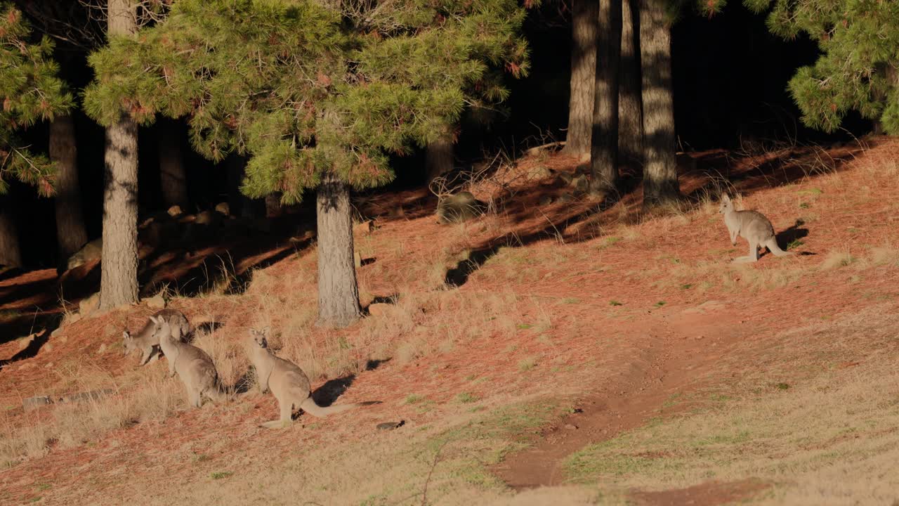 A mob of kangaroos, including juveniles, graze peacefully at sunrise in a Canberra field surrounded by soft morning hues