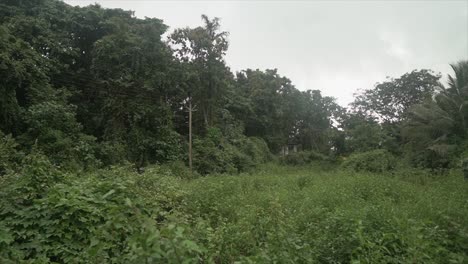 Campo-Rural-Vacío-Cubierto-De-Maleza-En-La-Selva-India-Durante-Un-Día-Nublado-Y-Ventoso