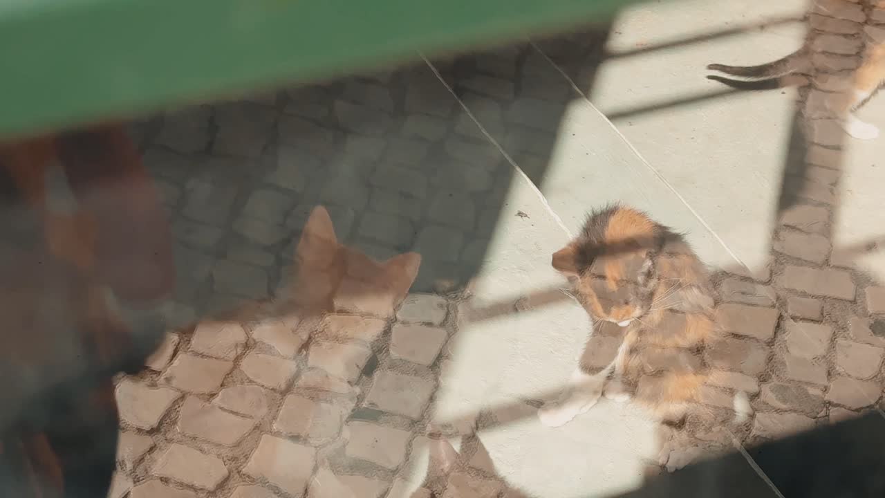 Cats behind a window