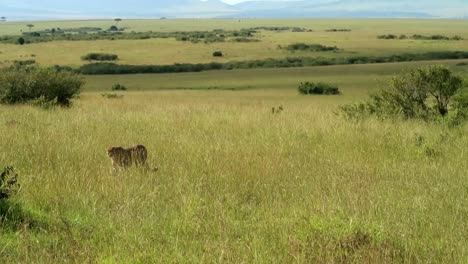 elegant cheetah walking through tall grass in the endless hot african savannah