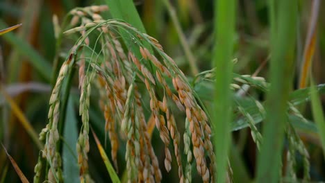 close up ear of rice in rice paddy field