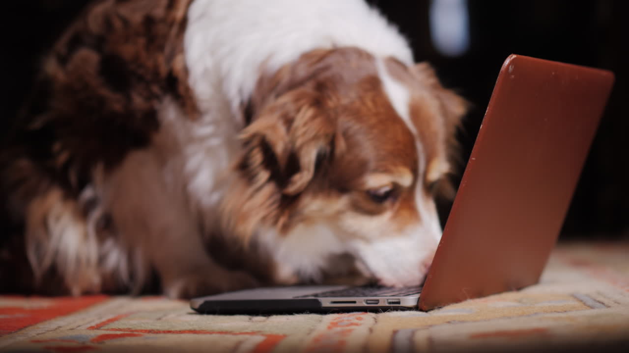 Köpek Dizüstü Klavyesini Kokluyor, Bilgi Arama Konsepti