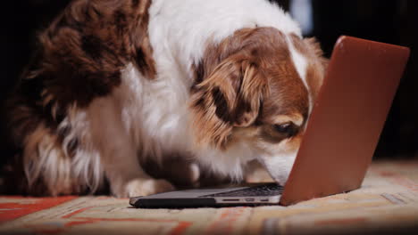 dog sniffs laptop keyboard search for information concept