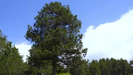 pine tree with green needles on bright blue sky and white cloud background surrounded by meadow with wildflowers