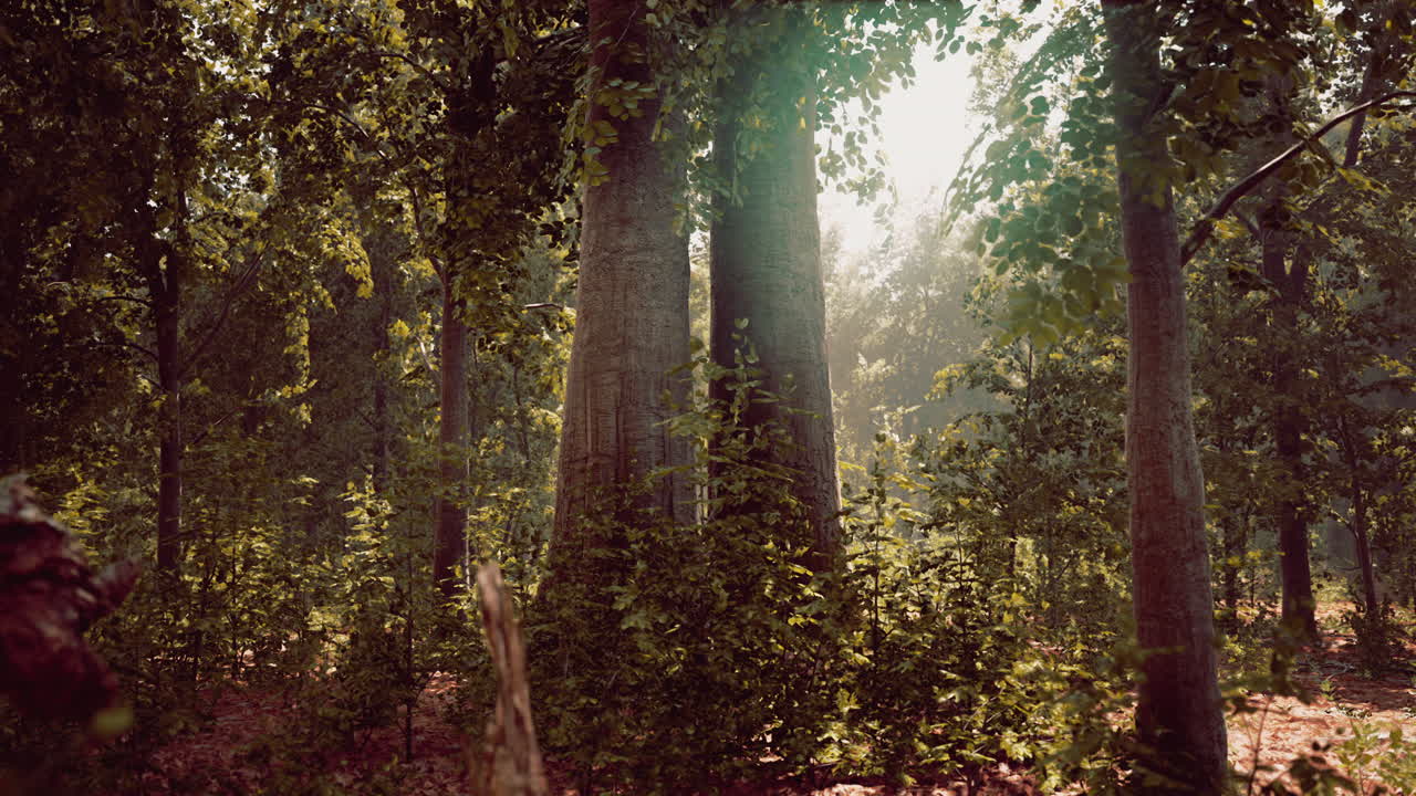 bosque de haya brumoso en la ladera de la montaña en una reserva natural