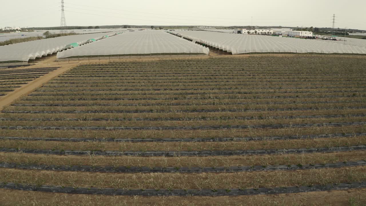 Aerial footage of olive tree plantations in southern Spain