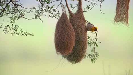 baya weaver bird  making nest