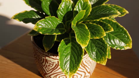 variegated plant in a pot