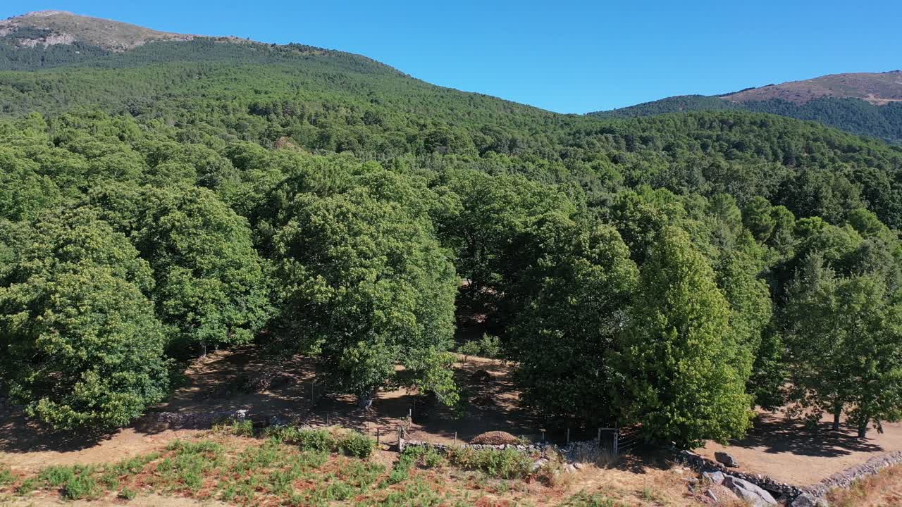 lateral flight visualizing farms with stone walls in a chestnut forest with a background of mountains with a blue sky, seeing a road with the passage of a car in summer in Avila-Spain