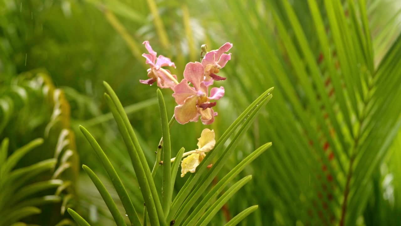 rosa púrpura orquídea de polilla amarilla blanca entre las palmeras, fuerte lluvia cayendo en el fondo, zoom de primer plano en