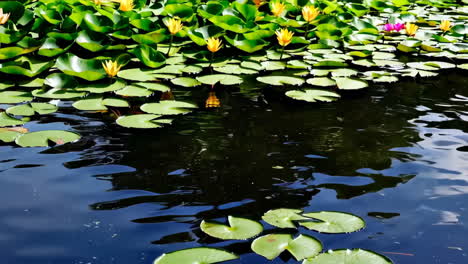 water lilies in a pond