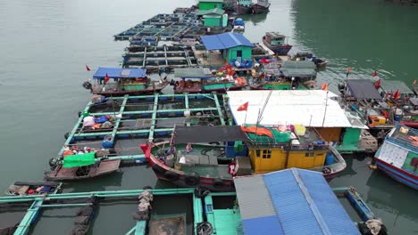 drone-shot-flying-over-floating-fishing-villages-in-Cat-Ba-and-Halong-Bay-in-Northern-Vietnam