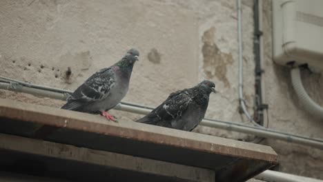 palomas posadas en casas antiguas en la calle histórica de venecia, italia