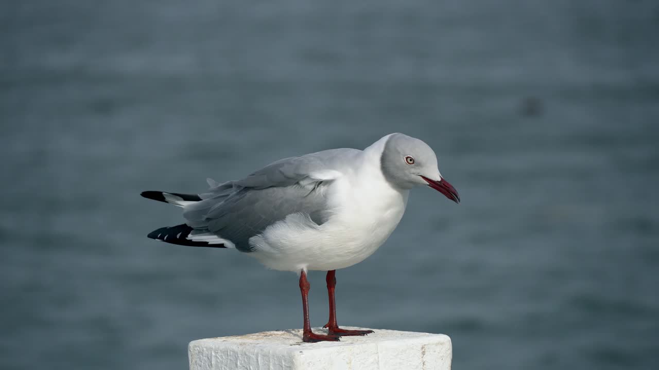 Graukopfmöwe beobachtet von einem weißen Pfahl an einem windigen Tag am Meer